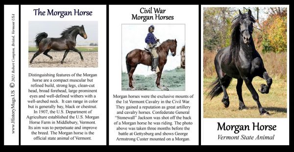 Morgan Horse, Vermont biographical history mug tri-panel.