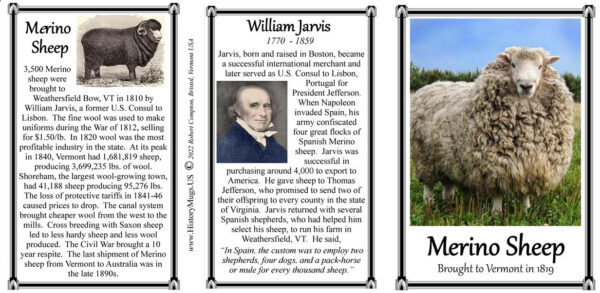Merino Sheep, Vermont biographical history mug.