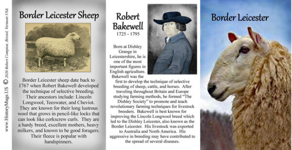 Border Leicester Sheep biographical history mug tri-panel.