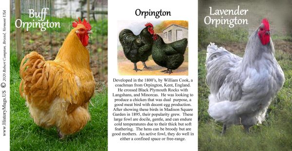 Orpington Chickens biographical history mug tri-panel.