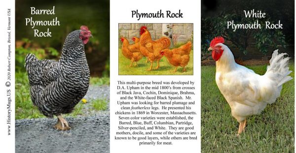 Plymouth Rock Chickens biographical history mug tri-panel.