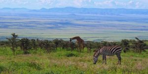 Flora & Fauna category image.