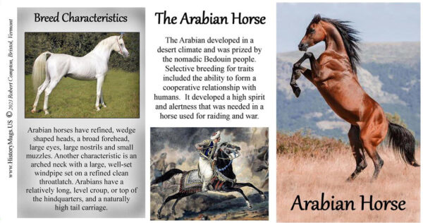 Arabian Horse, biographical history mug tri-panel.
