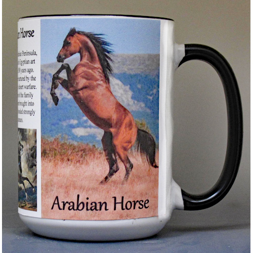 Arabian Horse biographical history mug.